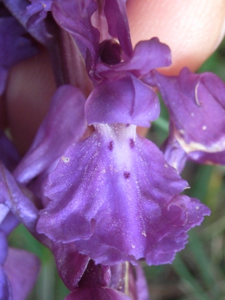 Orchis mascula?